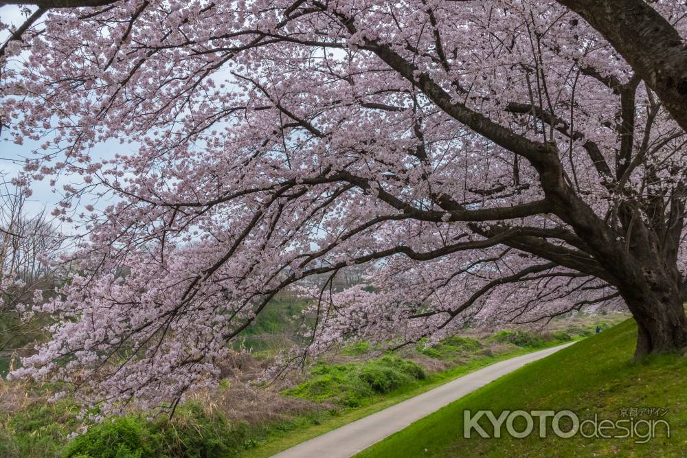 背割堤の桜を見上げる