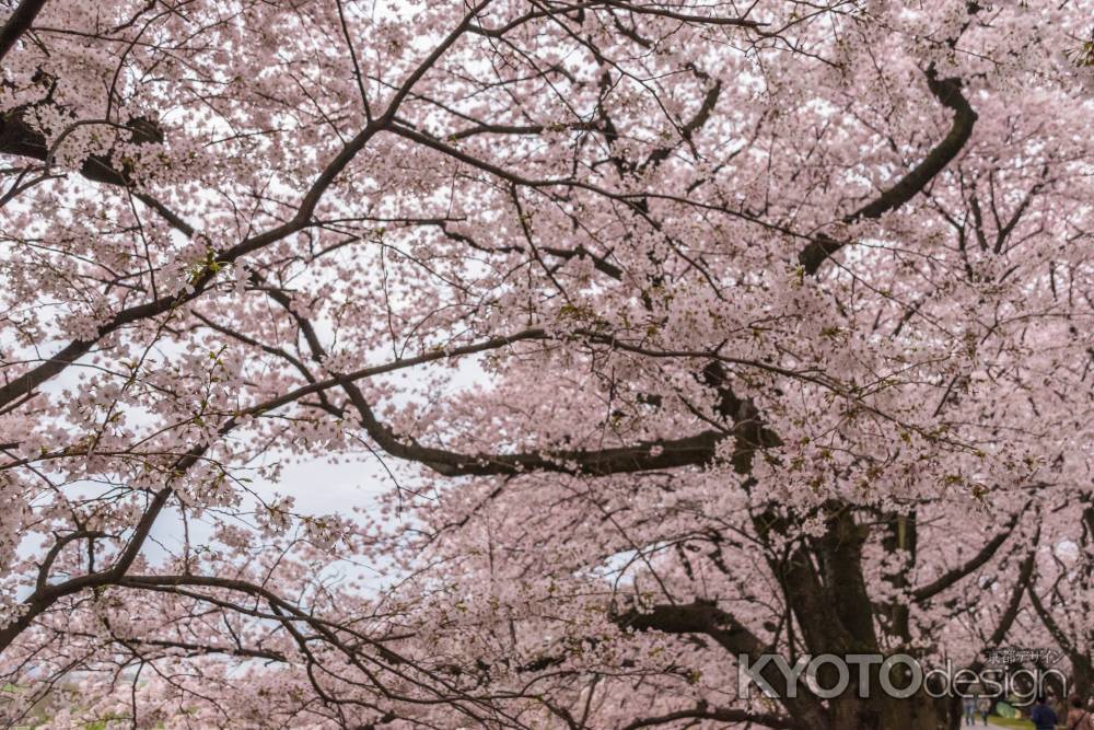 背割堤の桜