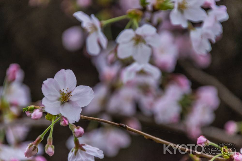 背割堤の桜の花