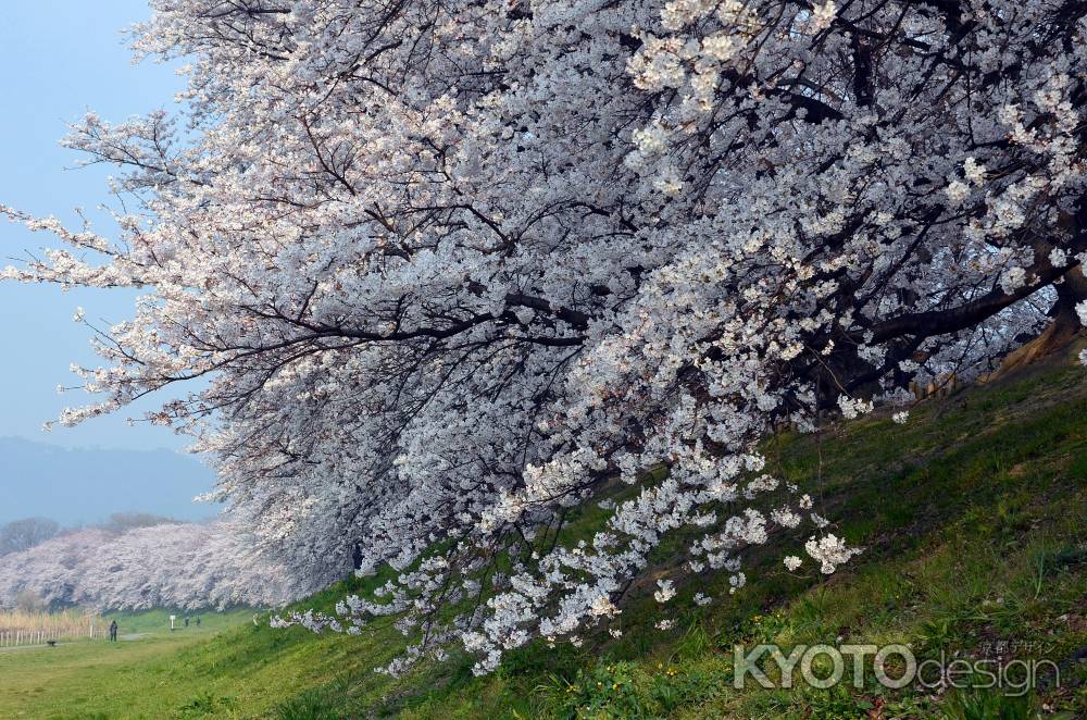 夜明けの背割堤と桜