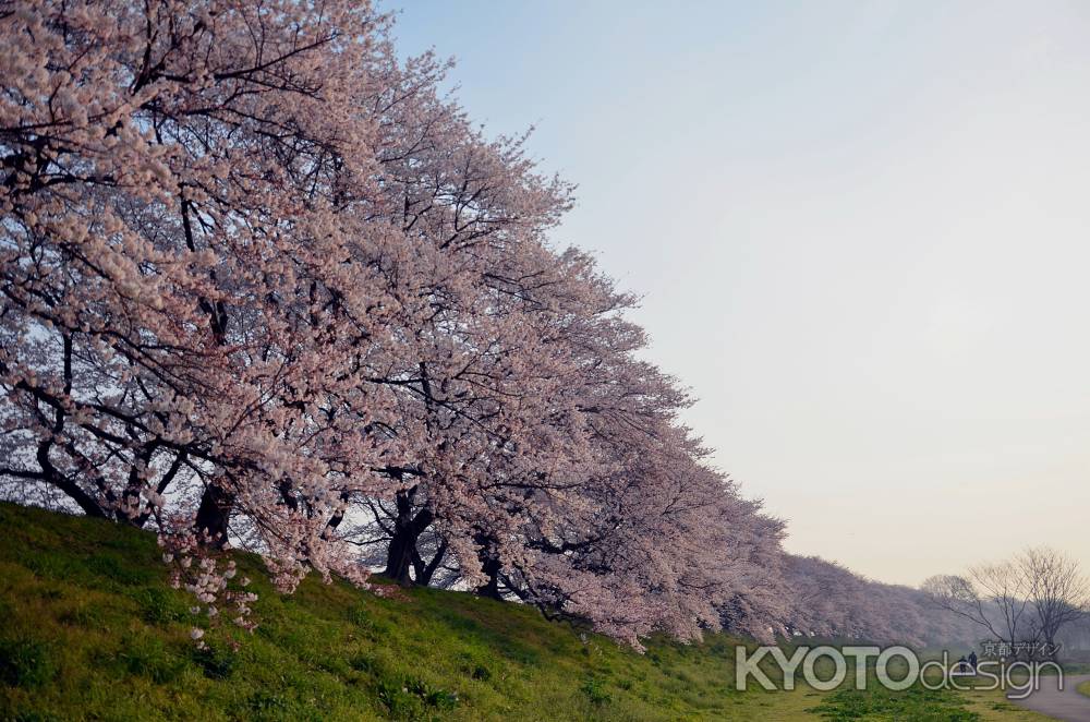 背割堤の桜 早朝編