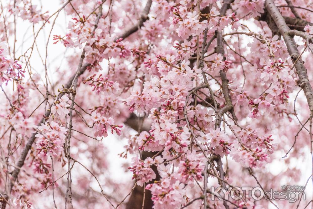 京都御苑の桜をアップで