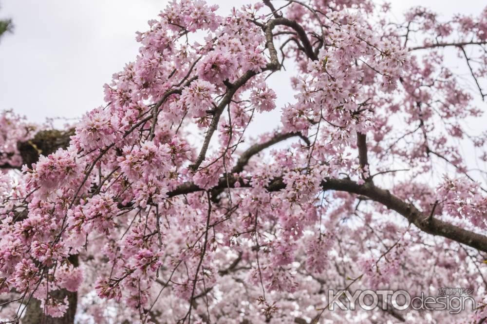 京都御苑の桜、その３