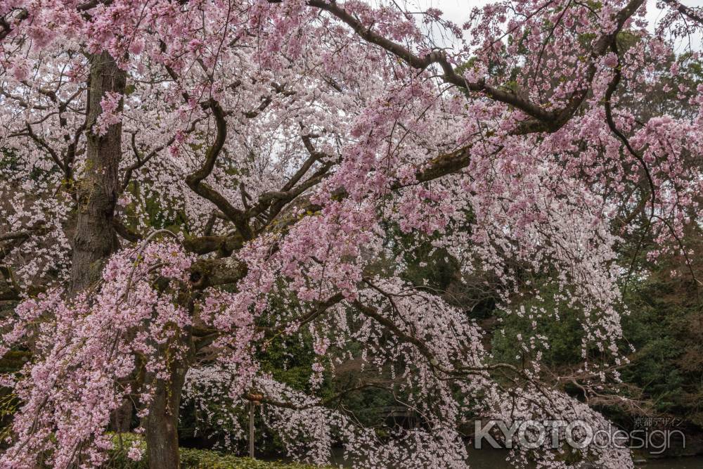 京都御苑の桜、その５