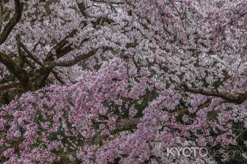 京都御苑の桜、その７