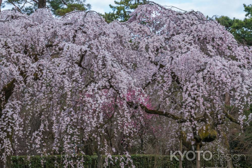 京都御苑の桜、その８