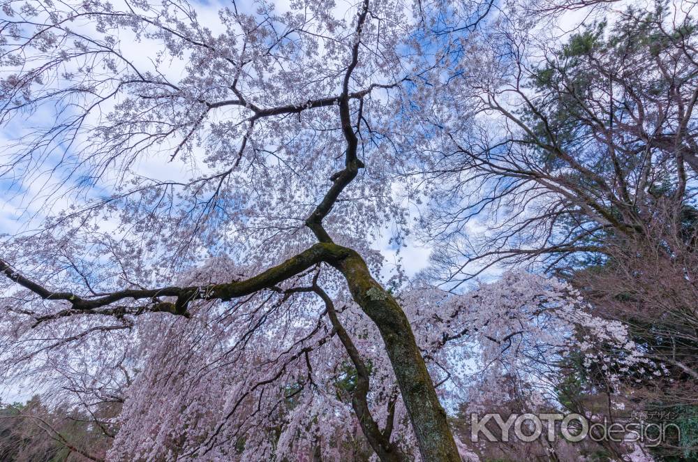 京都御苑の桜、その１２