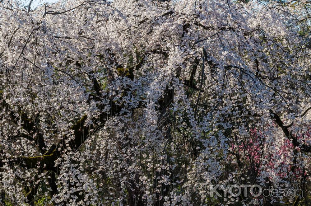 京都御苑の桜、光り輝く桜