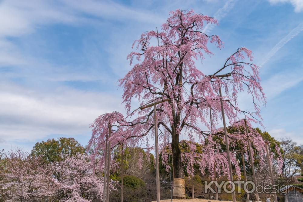 不二桜