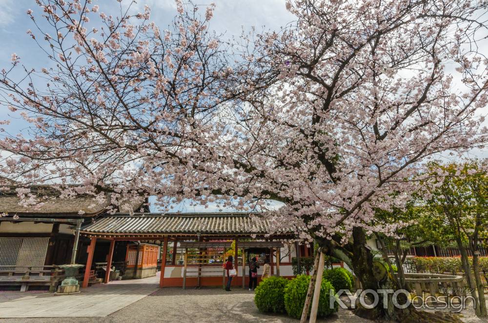 御影堂と桜