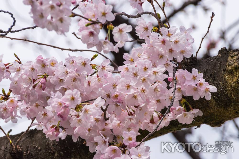 花の集合体