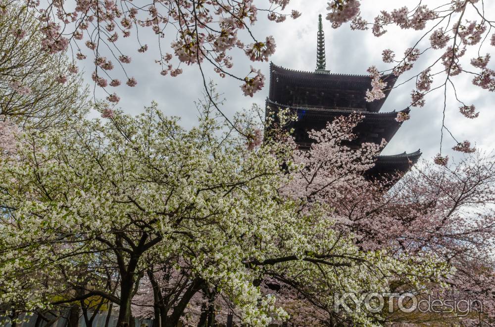 桜の雲間に浮かぶ五重塔