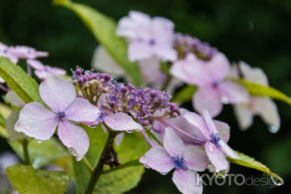 雨の善峯寺、薄紫の額紫陽花