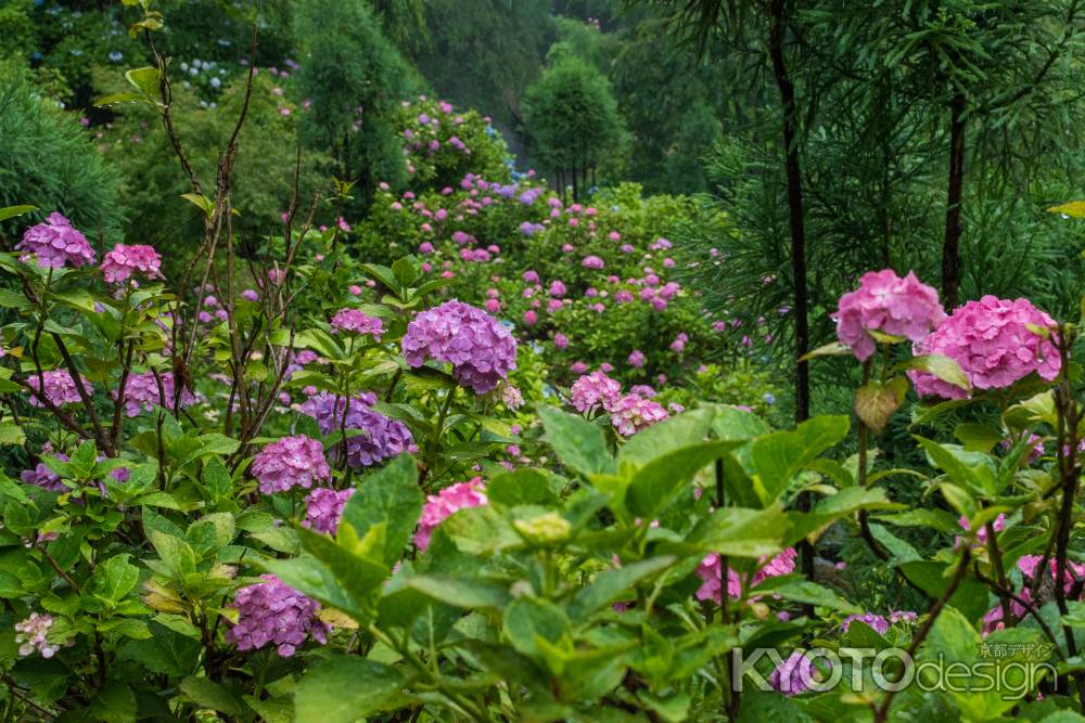 雨の善峯寺、あじさい苑の紫陽花はまだまだ