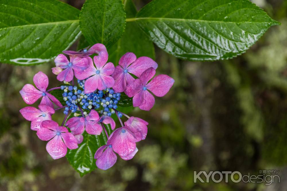 雨の善峯寺、赤紫の額紫陽花