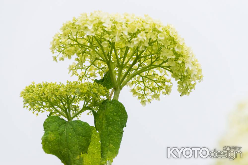 雨の善峯寺、白い紫陽花