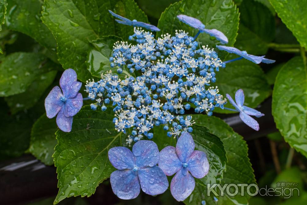 雨の善峯寺、額紫陽花の花は王冠のように