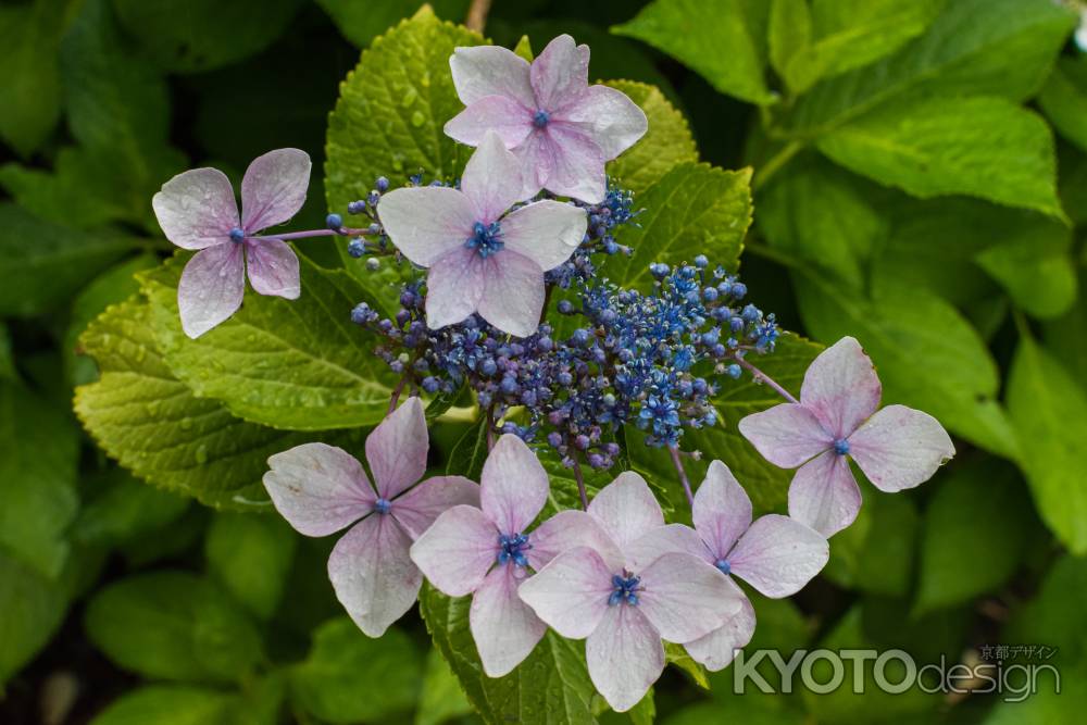 雨の善峯寺、紫陽花の萼も様々