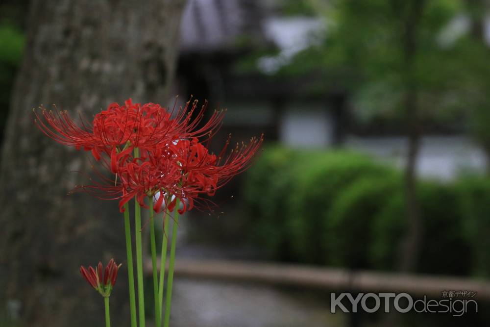 真如堂 曼珠沙華