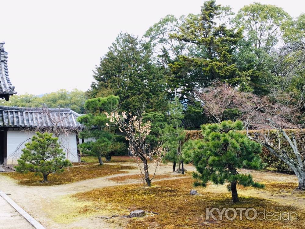 随心院　参道の緑と梅