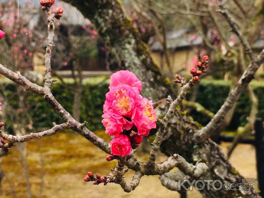 随心院　可愛げな梅