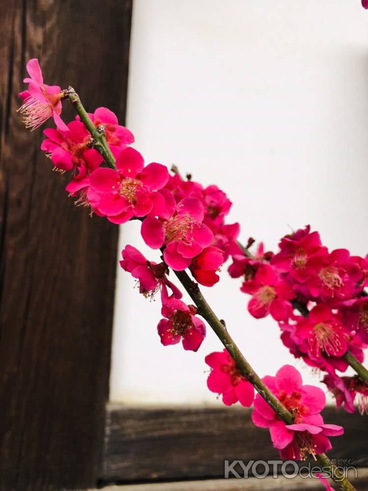 随心院　梅鮮やかに