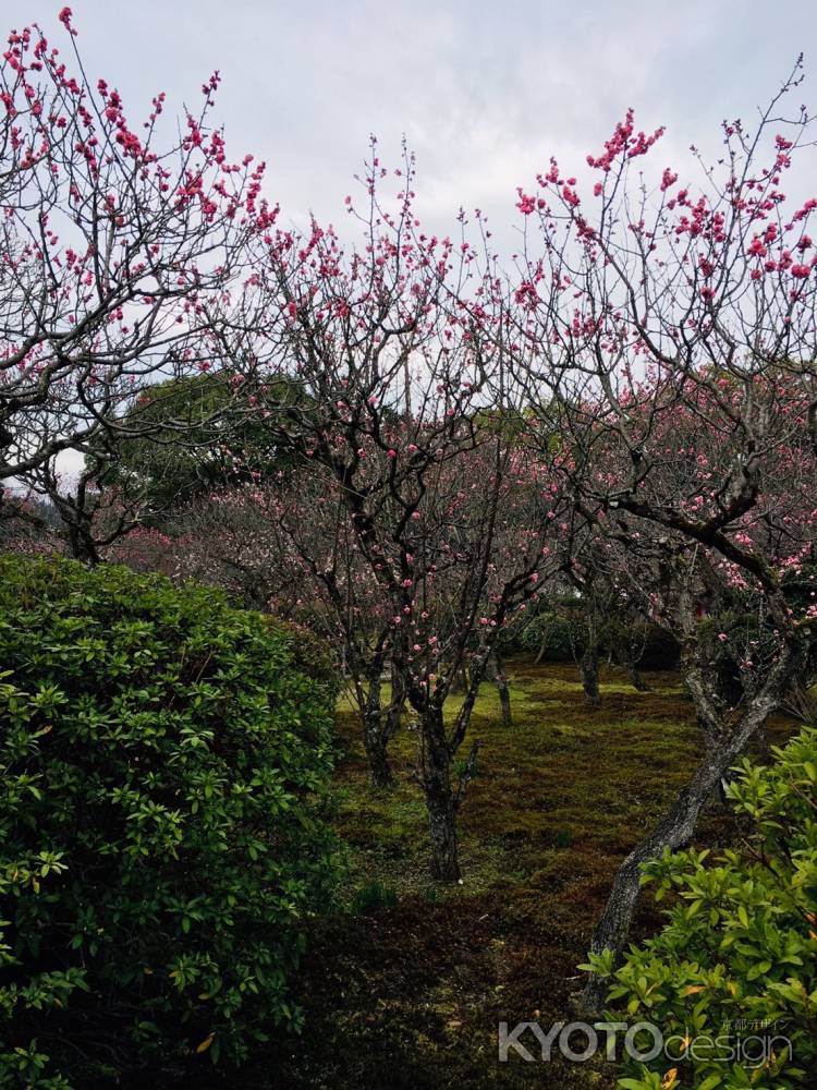 随心院　高く咲く梅