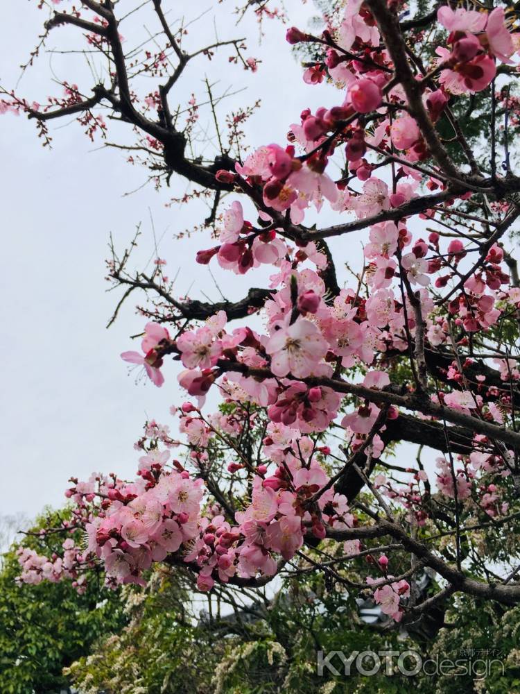 名勝　小野梅園