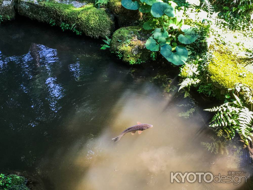 三千院　鯉のびやかに泳ぐ