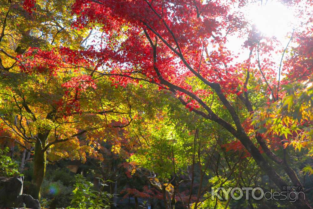 東福寺　秋の日差し