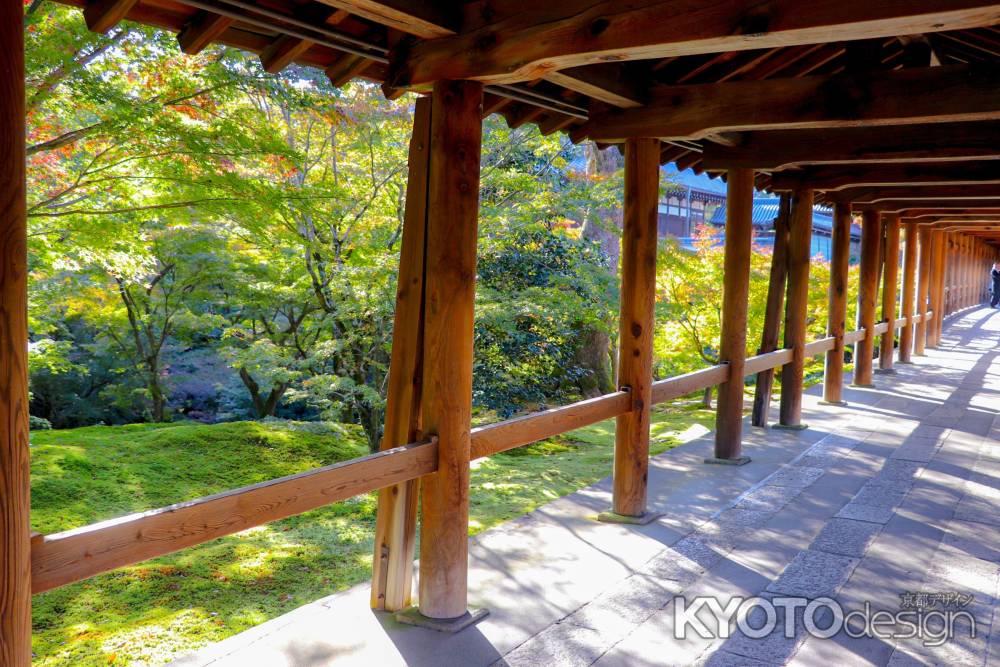 東福寺　初秋の日差し