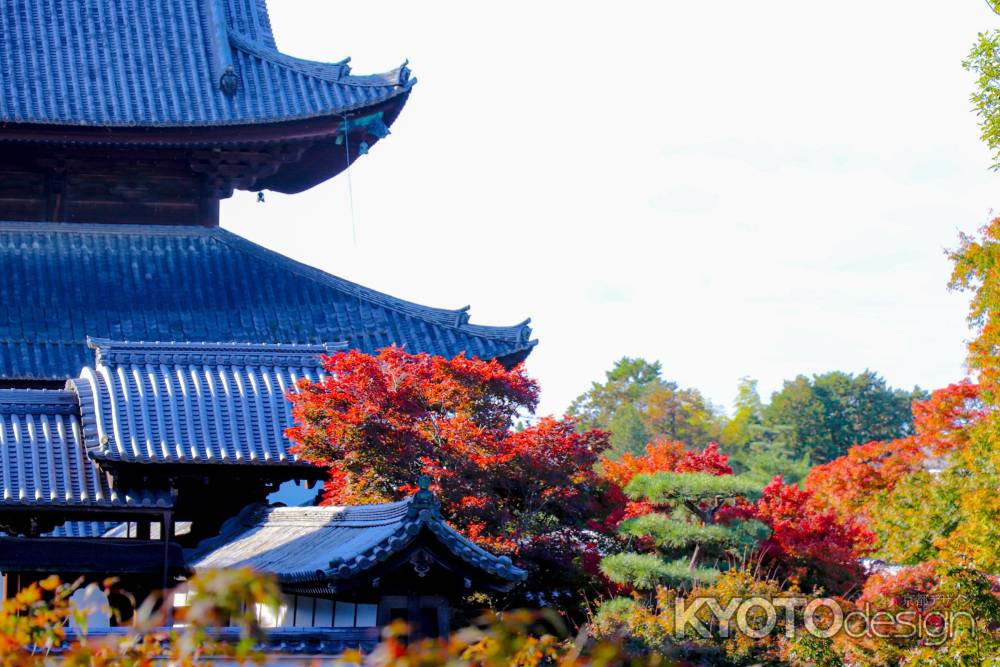 東福寺　紅葉と壮大な屋根