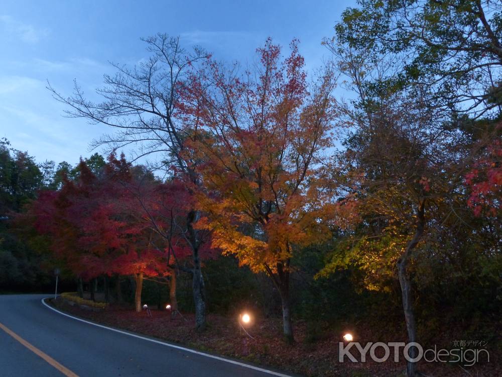 清滝ー高雄ドライブウェイ　紅葉ライトアップ