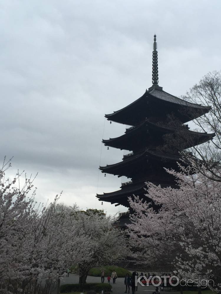 春万歳！桜乱れ咲き