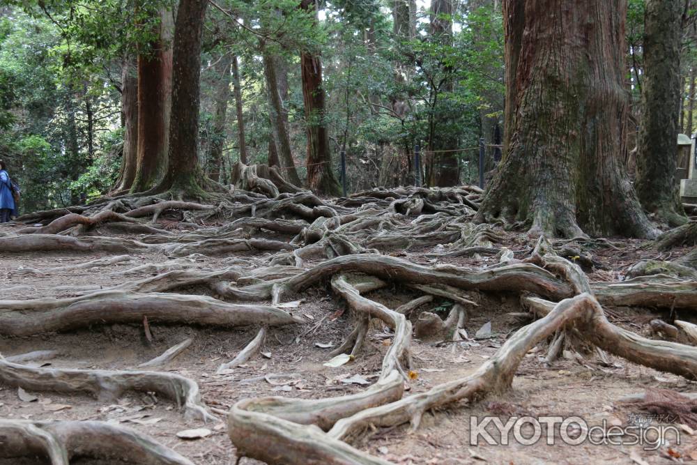 木の根道