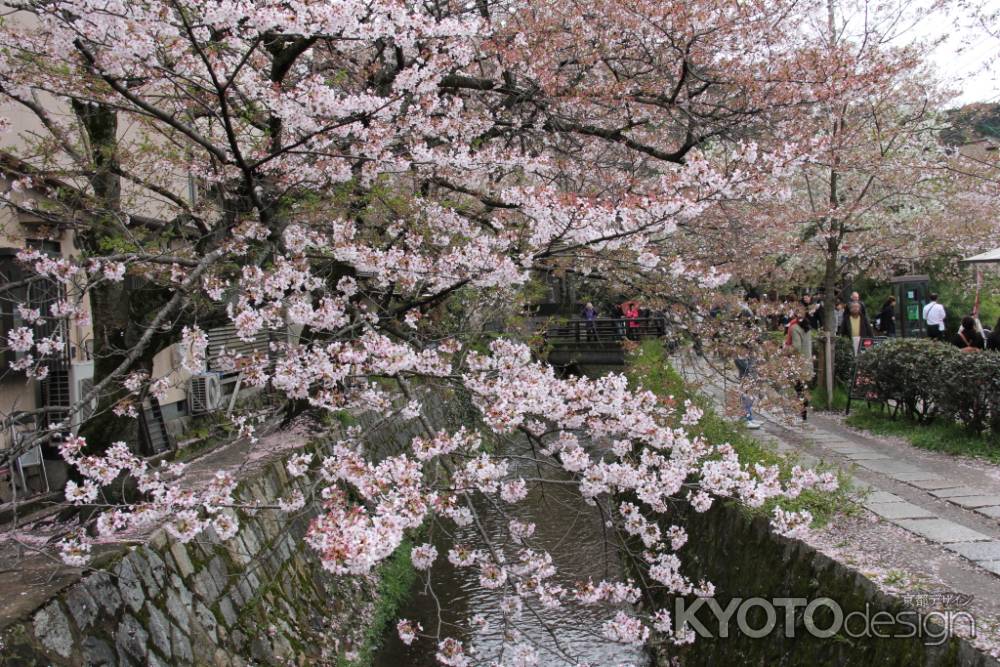 桜咲く哲学の道　①