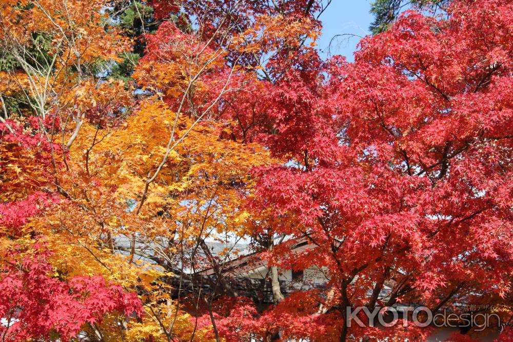 紅葉の永観堂　①