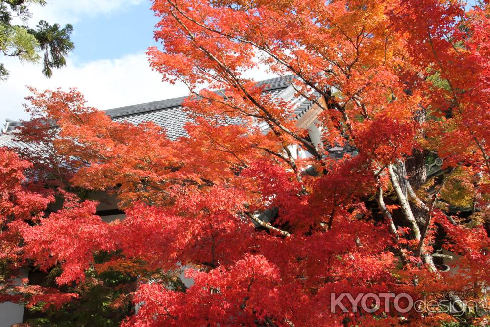 紅葉の永観堂　②