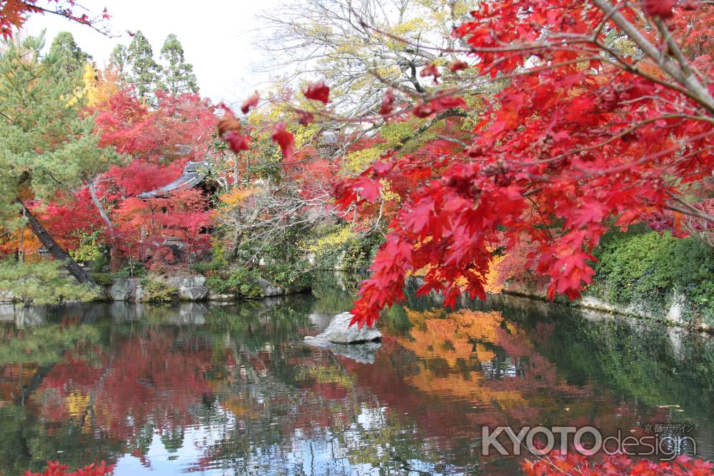 紅葉の永観堂 ⑬ | 京都写真ギャラリー | 京都観光情報 KYOTOdesign