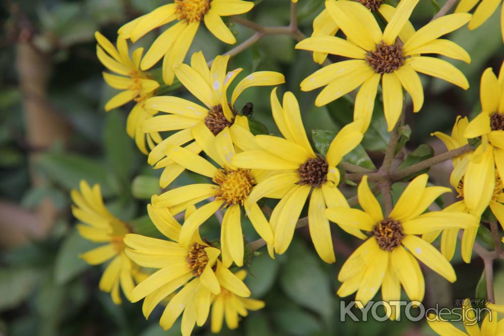 野に咲く「ツワブキ」の花　②