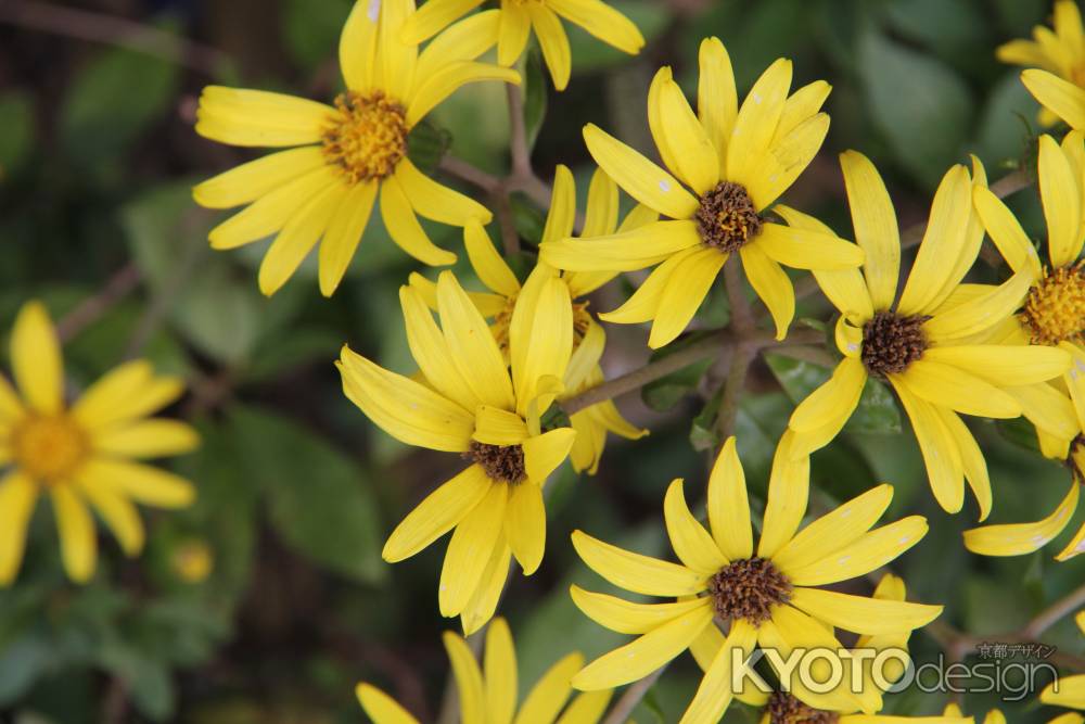 野に咲く「ツワブキ」の花　③