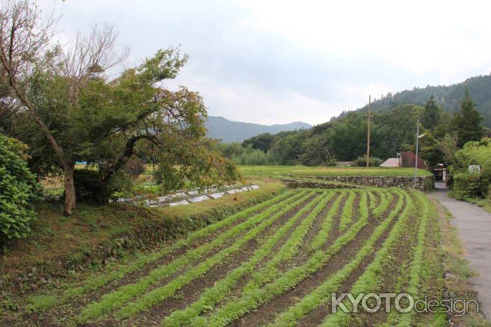 自然豊かな大原の里　①