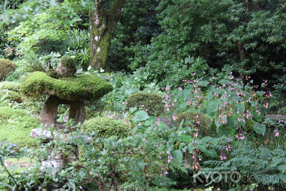 秋の大原　三千院④