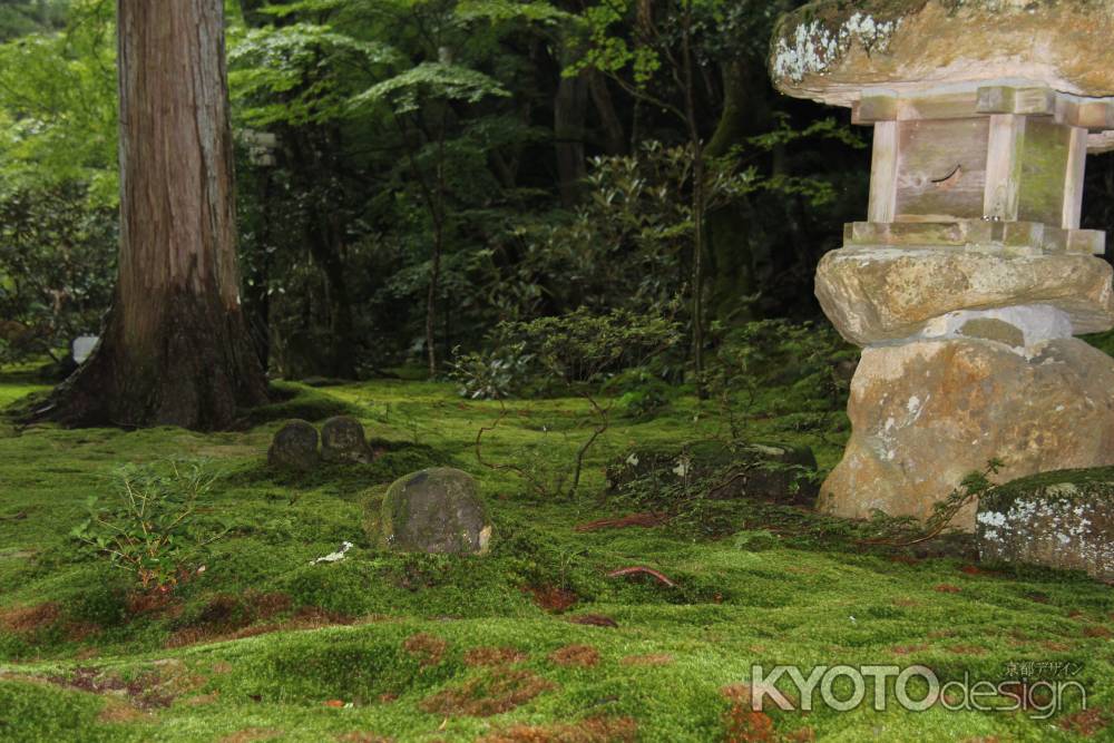 秋の大原　三千院⑧