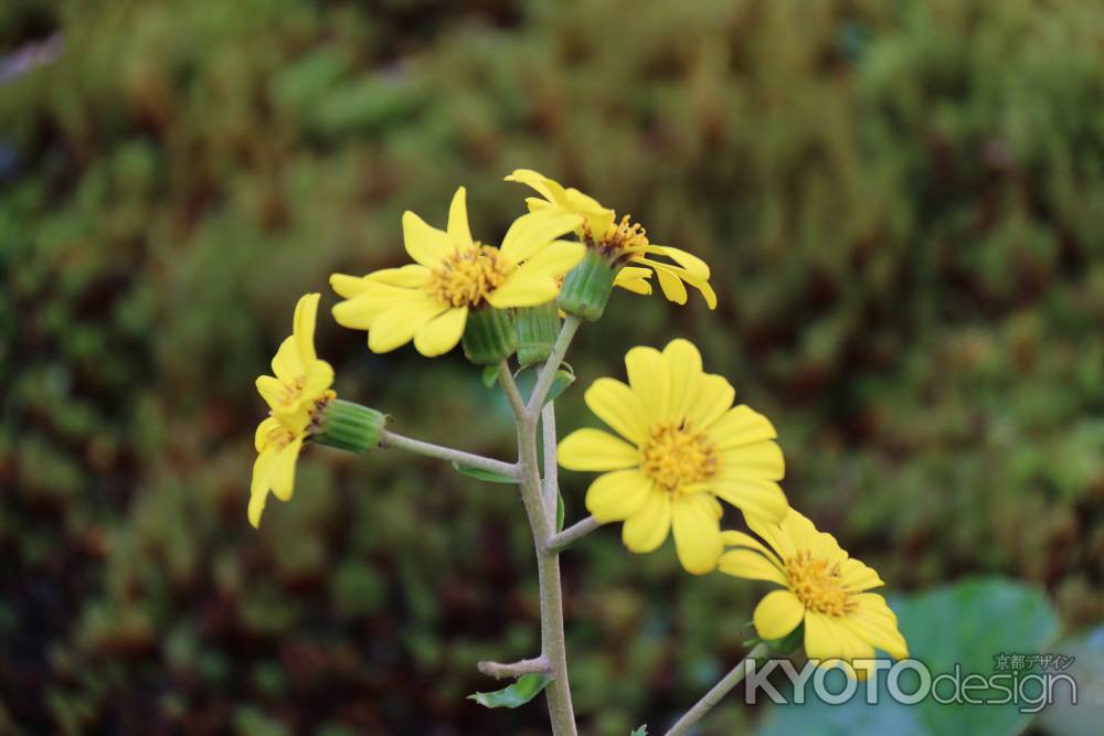 黄色の花