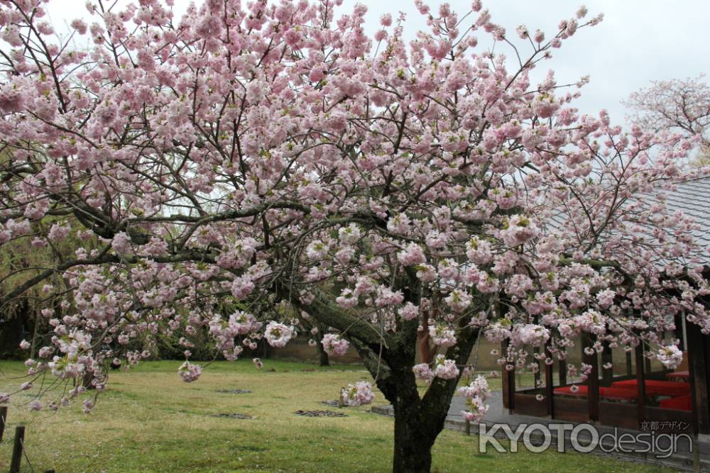 醍醐寺の桜　①