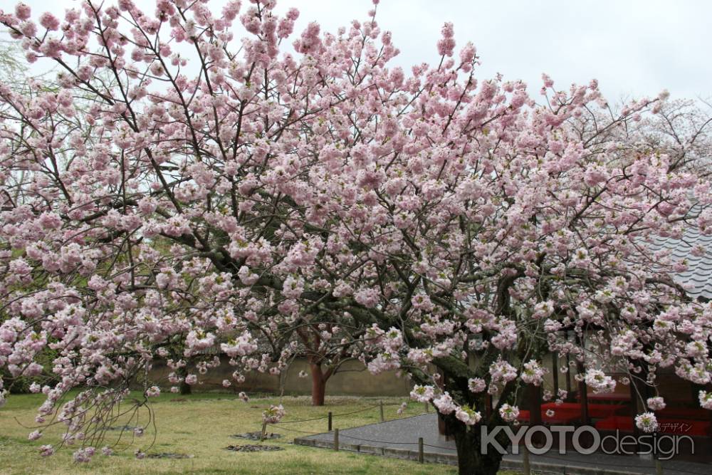 醍醐寺の桜　②