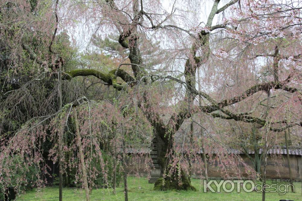 醍醐寺の桜　③