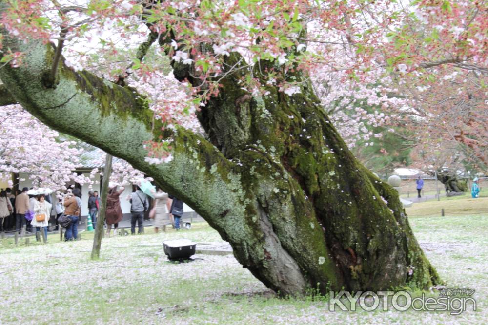 醍醐寺の桜　④