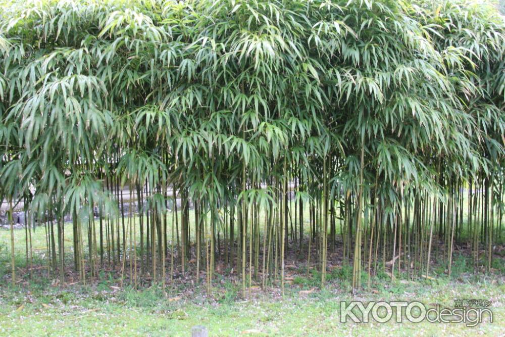 醍醐寺の竹林　⑤